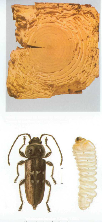 Древесные жуки в доме: виды, фото. Как бороться с древесными жуками? Как вывести древесных жуков?